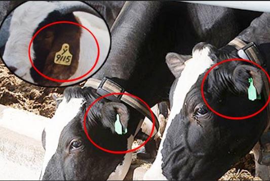 ear tag.jpg ear tag.jpg